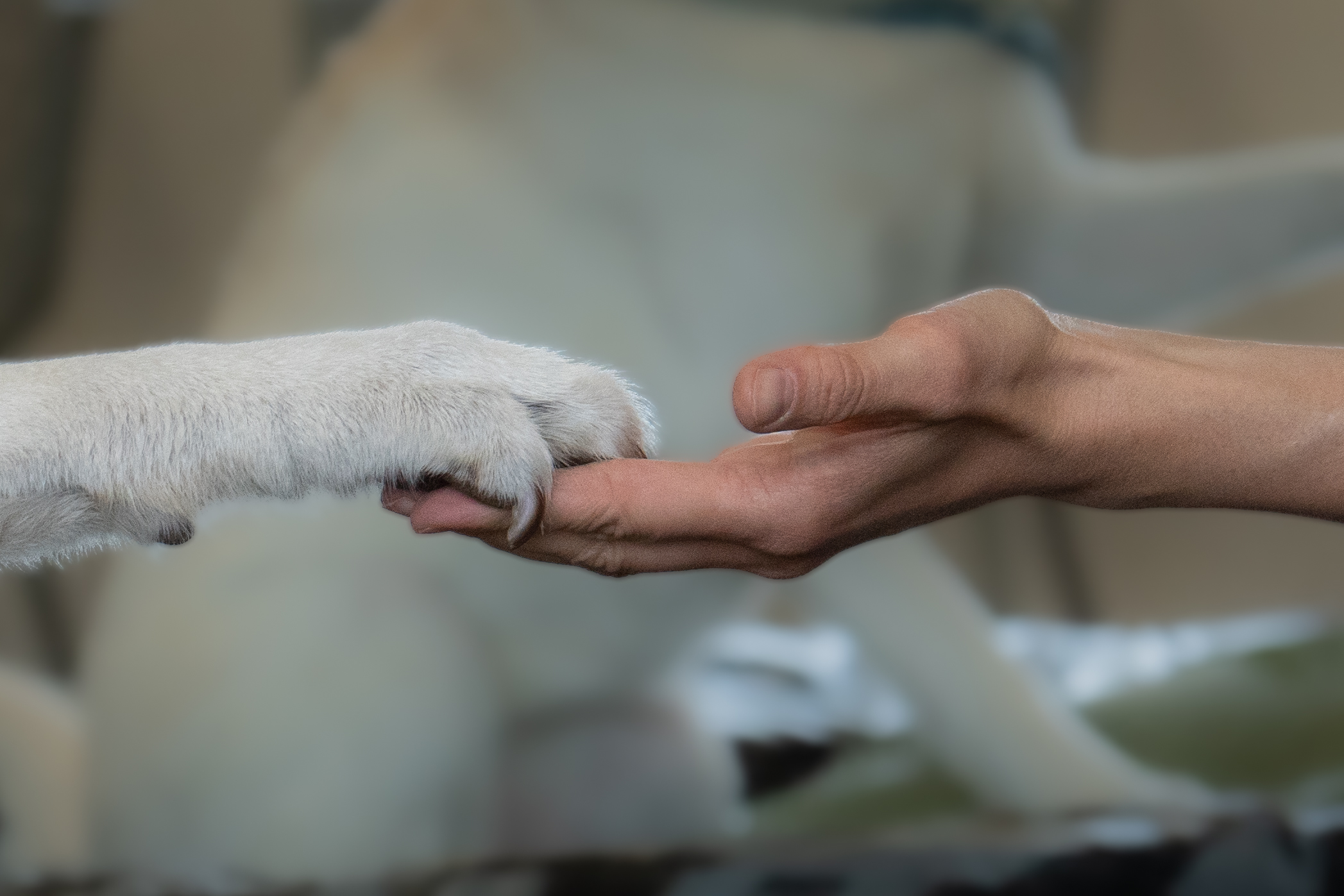 Fokussierte Stoßwelle